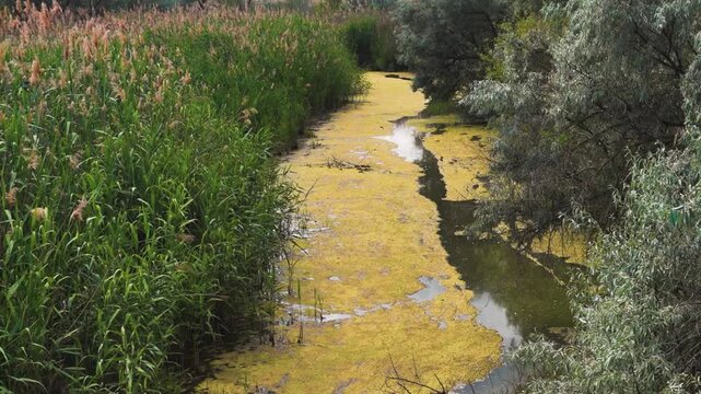 The largest river in Crimea is the Salgir, ephemeral stream, spruit. An area in the lower reaches with an abundance of Eleagnus trees, reeds and filamentous algae. Swallows are flying