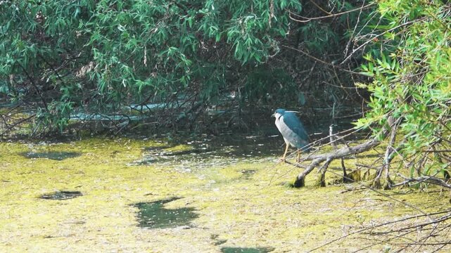 The largest river in Crimea is the Salgir, ephemeral stream, spruit. An area in the lower reaches with an abundance of Eleagnus trees, reeds and filamentous algae. Night heron (Nycticorax nycticorax)
