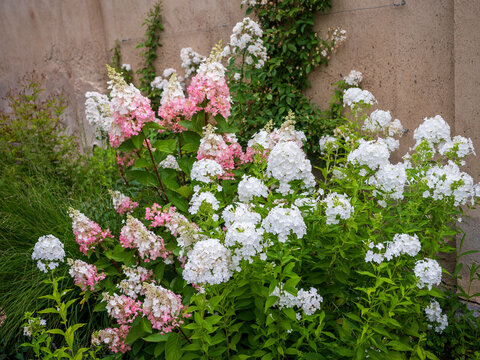 White garden phlox (Phlox paniculata) and pink panicle hydrangea (Hydrangea paniculata) blooming together in a lush summer flower garden.
