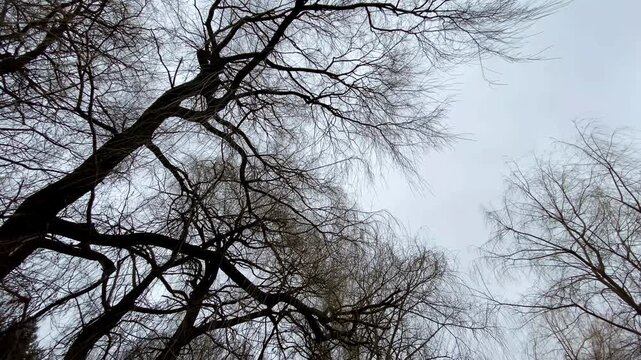 Low-angle view of bare willow tree (Salix) canopies and sprawling branch silhouettes reaching toward an overcast winter sky.