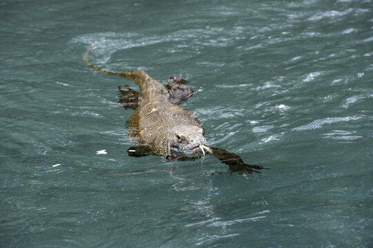 View of a Komodo dragon swimming in the clear turquoise waters near Rinca Island in Kecamatan Komodo, Nusa Tenggara Timur, Indonesia.