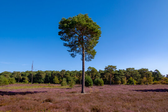 Purple flowers Calluna vulgaris (Heather, Ling) The sole species in genus of Calluna, Ericaceae family, De Cokse Heide in Afferden village, North Limburg, Lies about southeast of Nijmegen, Netherlands