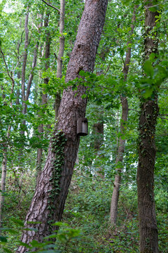Vertical view of a wooden bird nesting box mounted high on a leaning pine tree trunk surrounded by green forest trees.