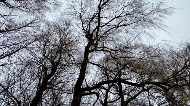 Low-angle view of bare willow tree (Salix) canopies and sprawling branch silhouettes reaching toward an overcast winter sky.