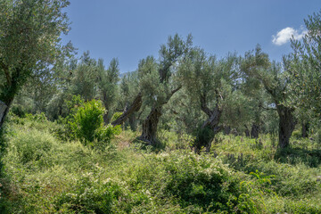 Fototapeta premium Overgrown traditional olive grove with ancient gnarled trees and wild green vegetation