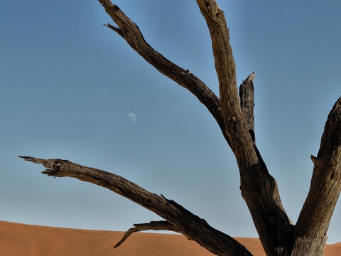View of a dead acacia tree silhouetted against a clear blue sky with a crescent moon visible above the sand dunes of Sossusvlei, Hardap Region, Namibia.