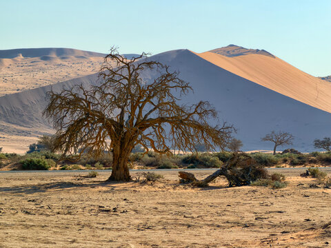 View of a gnarled dead tree standing in the arid desert landscape of Sossusvlei with towering orange sand dunes under a clear blue sky in Hardap Region, Namibia.