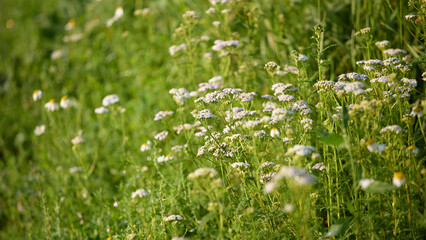 White yarrow flowers and daisies growing in green meadow grass © Marina Shvetsova