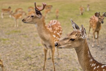 Close-up profile portrait of a female sika deer hind (Cervus nippon) standing in the foreground with a stag with velvet antlers and a herd grazing on the meadow in the blurred background. Concept of w © Igor
