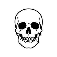 Fototapeta premium Human Skull Front View Vector Line Art Illustration 