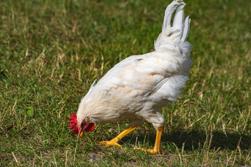 A white chicken with a red comb and yellow claws is pecking at the ground for food © Anja
