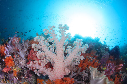View of vibrant soft corals and small tropical fish in the clear underwater environment of Raja Ampat, Southwest Papua, Indonesia.