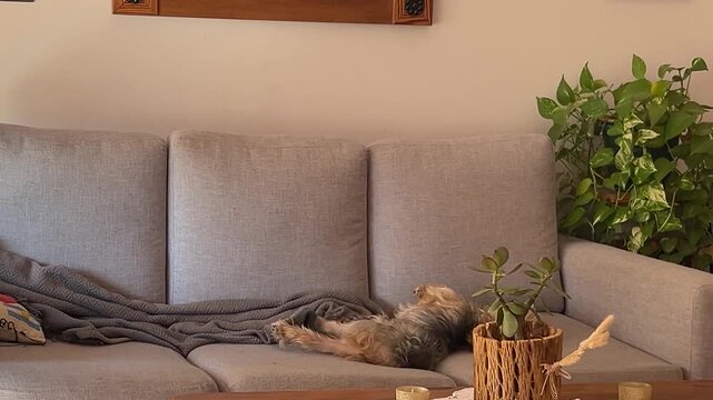 Adorable little Yorkshire Terrier waking up from a nap, shaking his head, and playfully rolling on a soft grey couch in a cozy and modern living room