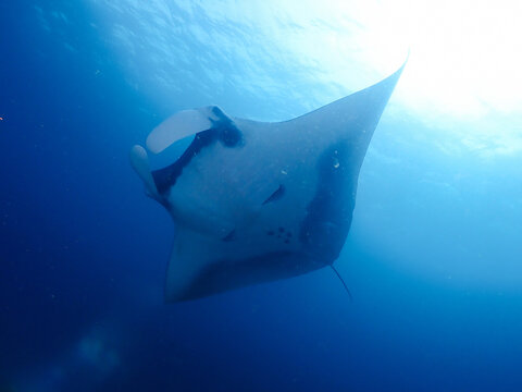 View of a manta ray swimming gracefully through the clear blue water in Raja Ampat, Southwest Papua, Indonesia.
