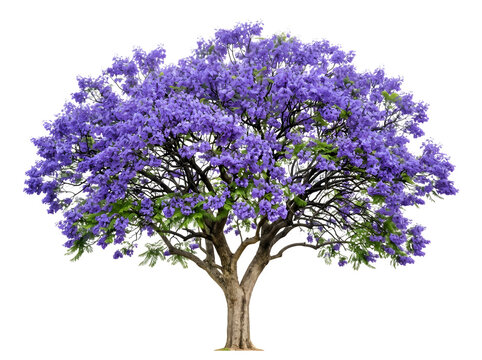 Jacaranda mimosifolia tree in full bloom with vibrant purple flowers isolated on transparent background