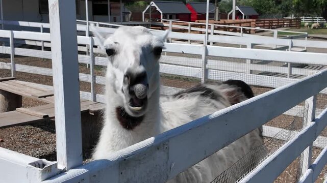 Llama feeding at a farm during a sunny day