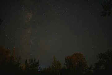 Obraz premium Milky way galaxy shining brightly over tree silhouettes