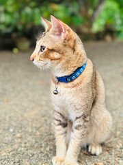 portrait of a cat © SajFilms