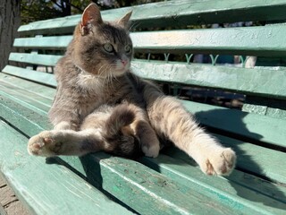 Cute cat sitting on park bench © OLENA LIALINA