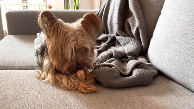 Playful Yorkshire Terrier dog enjoying a bone treat while resting on a cozy gray couch with a blanket in a comfortable, sunlit living room showing pet happiness