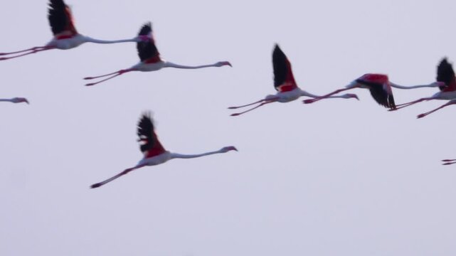 Stream of birds (flamingos). First there is a blur silhouette in the frame, then there is a sharpness
