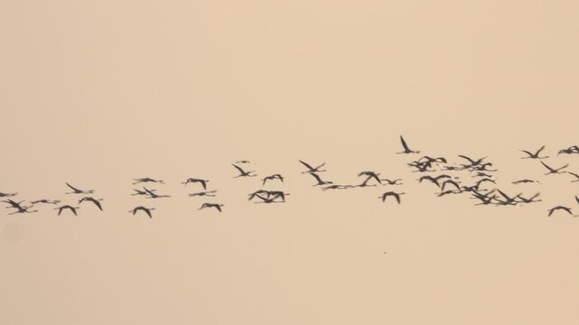 A flock of flamingos flying away against the sunset sky