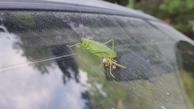 Giant green locust sits motionless on dirty car windshield glass. Close up of large green locust reveals details of legs and wings. Solitary green locust rests on window outdoors with trees background