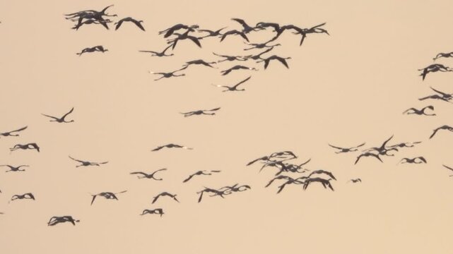 A flock of flamingos flying away against the sunset sky