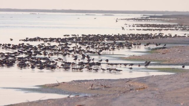 Raft of Ruffs, Large gatherings of Reeve (Philomachus pugnax) during feeding in shallow waters. Birds migrate in the spring and make migration stops-overs at Lake Sivash. Crimea