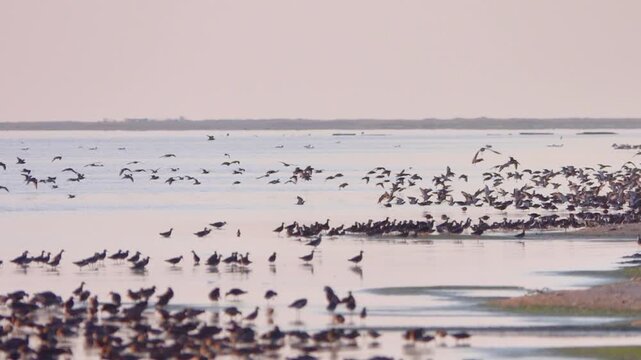 Raft of Ruffs, Large gatherings of Reeve (Philomachus pugnax) during feeding in shallow waters. Birds migrate in the spring and make migration stops-overs at Lake Sivash. Crimea
