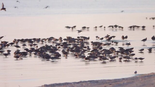 Raft of Ruffs, Large gatherings of Reeve (Philomachus pugnax) during feeding in shallow waters. Birds migrate in the spring and make migration stops-overs at Lake Sivash. Crimea