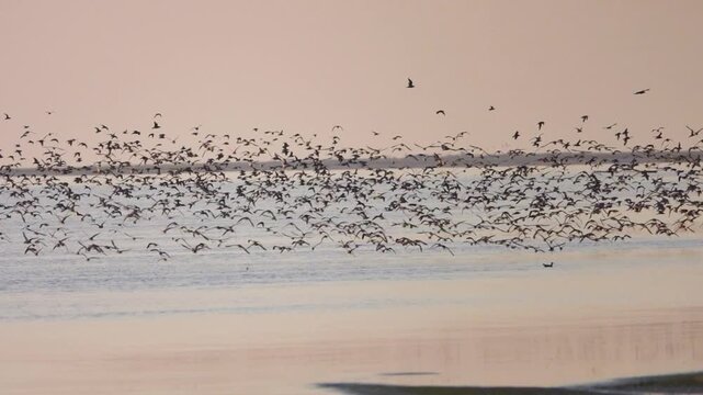 Raft of Ruffs, Large gatherings of Reeve (Philomachus pugnax) during feeding in shallow waters. Birds migrate in the spring and make migration stops-overs at Lake Sivash. Crimea