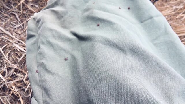 Mass tick attacks occur in the first warm sunny days of spring. There are a lot of ixodic ticks on the trousers of a man walking through the park area