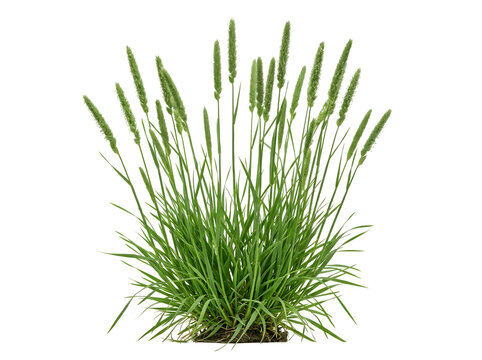 Timothy grass plant isolated on transparent background