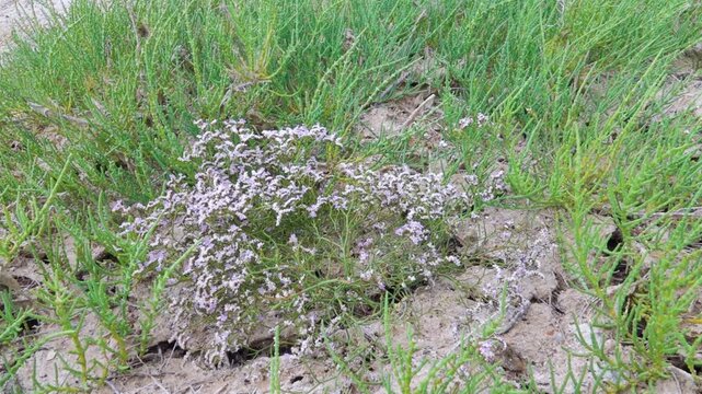 Blooming sea lavender (Limonium, Statice) on a dry salt marsh plain with glasswort (Salicornia). North Black Sea