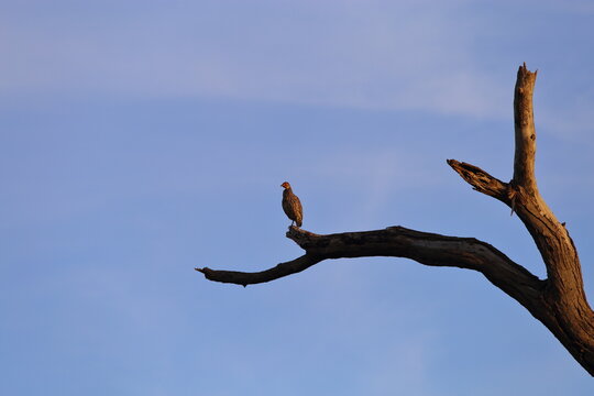 Yellow-Necked Spurfowl Perched on Tree in Against Blue Sky in Amboseli National Park Kenya