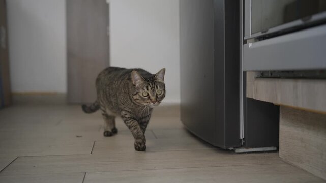 Domestic tabby cat with big green eyes curiously approaching the camera inside a modern kitchen