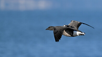 Brent goose flying with a GPS tracking device attached to its back © carole