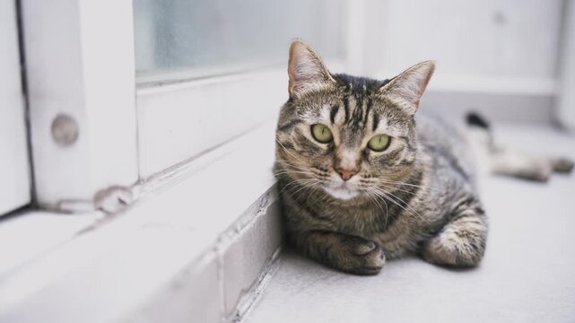 Cute domestic tabby cat with beautiful green eyes looking at camera while resting on the floor