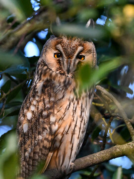 Long-eared owl looking through dense foliage in a tree