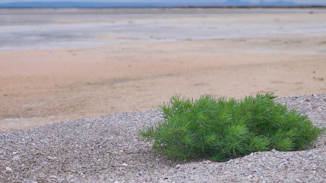 Salt-tolerant vegetation, pioneering species. A young plant vegetative shoots of Sueda maritima, S. salsa, S. prostrata probably Salsola with narrow, lush leaves on the sandbank of Lake Sivash, Crimea
