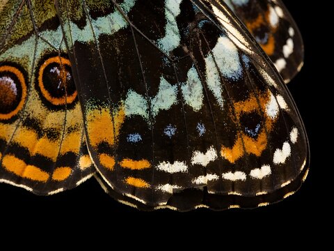 Macro close up of colorful butterfly wing patterns with vibrant orange and blue scales