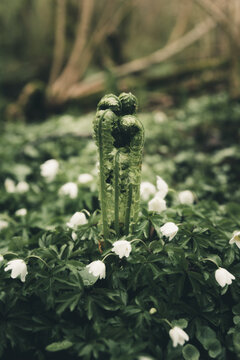 View of a young fern fiddlehead emerging amidst blooming white wood anemone flowers in a lush forest floor in Merikula, Harju maakond, Estonia.