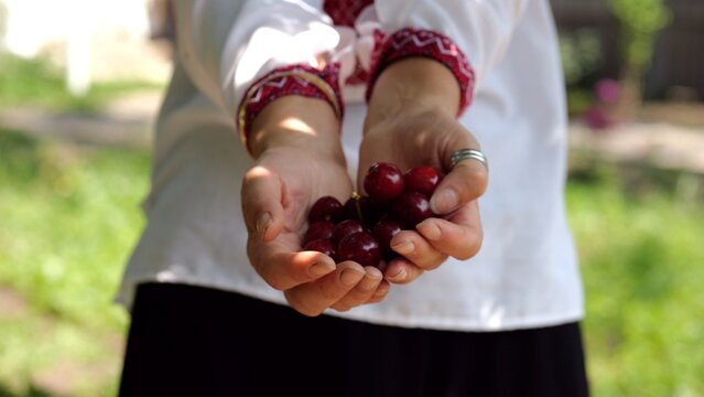Adult hands of ukrainian woman in traditional vyshyvanka holding a handful of fresh cherries at summer garden. The scene combines tradition and tenderness reflecting harmony between culture and nature