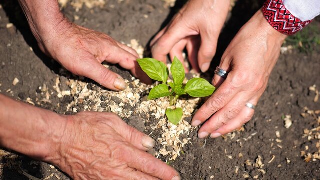 Female and male hands of farmer planting green sprout in the ground at summer season. Arms of agronomists caring for small seedling at garden. Concept of agricultural business. Slow motion