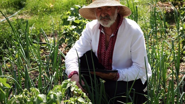 Senior ukrainian man in straw hat using digital tablet on summer garden. Elder male wearing in traditional vyshyvanka monitoring harvest on land. Connection between traditional and modern life