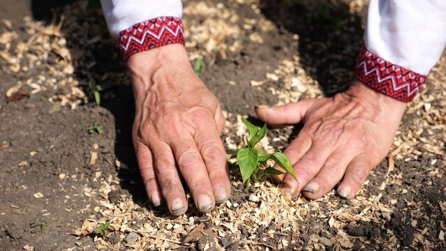 Adult male hands of farmer in vyshyvanka planting green sprout in ground at summer season. Old arms of agronomist caring for small seedling at garden. Connection between tradition and nature concept