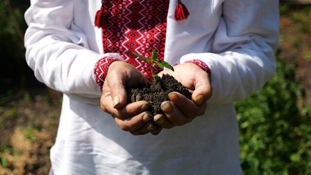 Adult male hands of farmer in vyshyvanka holding small green sprout at summer garden. This scene reflects older man caring attitude towards nature and traditional agricultural values. Slow motion