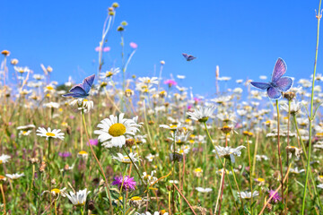 White daisies and pink cornflowers blooming in a summer meadow with blue and pink butterflies flying against a clear blue sky © Anastasiia Malinich