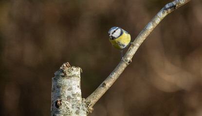 Blue Tit Perched on Birch Branch in Woodland Light — Small Songbird Wildlife Portrait © © Raymond Orton